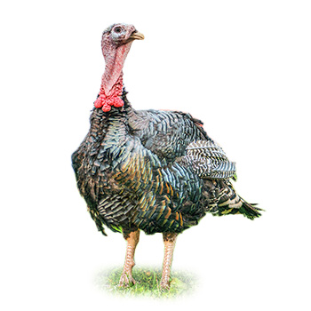 dindes Orlopp Bronze