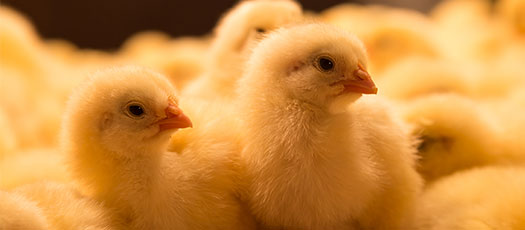 Poules pondeuses de STA Aviculture