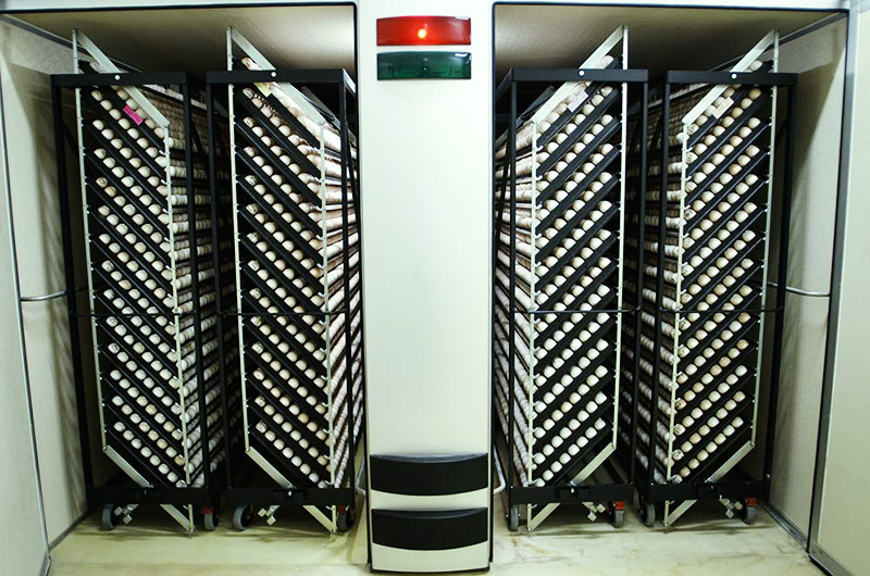 couvoir : zone des incubateurs