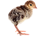 poussins dindes