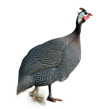 pintades Galinha d’Angola