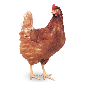 Poule pondeuse Hy-Line Brown