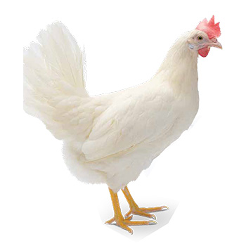 Poule pondeuse Hy-Line w80 White