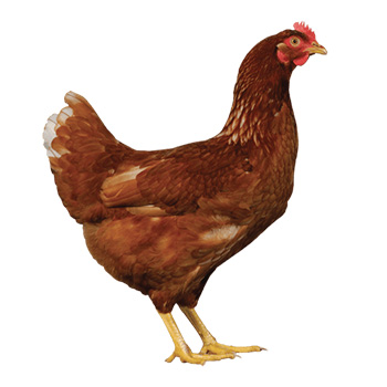 Poule  pondeuse NOVOgen Brown