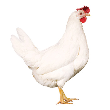 Poule pondeuse NOVOgen White