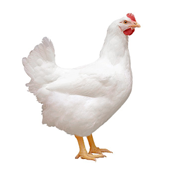 poulet de chair COBB 500