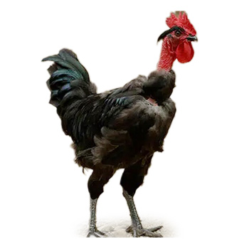 poulet de chair coloré cou nu noir