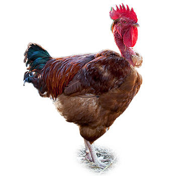 Poulet de chair coloré cou nu rouge