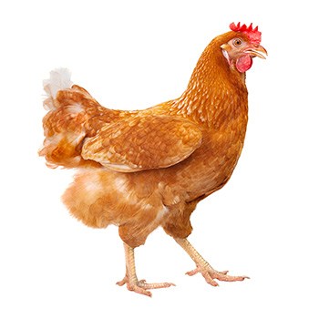 Poulet de chair coloré rouge lourd