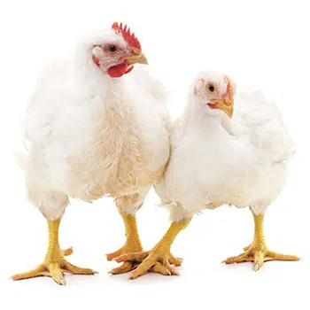 poulet de chair robuste Ross 308