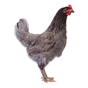 Poulet de chair gris cendré