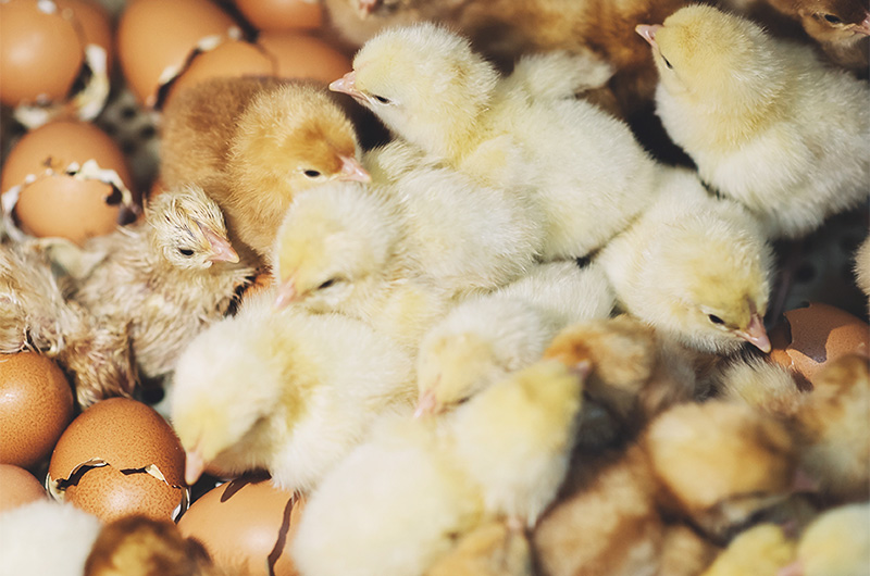 couvoir : zone d’éclosion