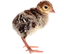 poussins dindes