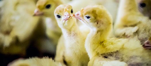 Dindes de STA Aviculture