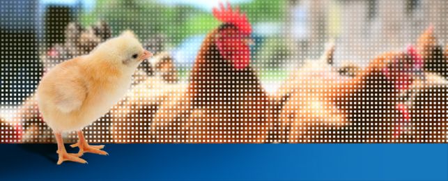 Colorés rouge lourd