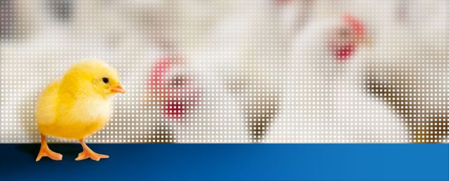 poulets de chair poussin Ross 308